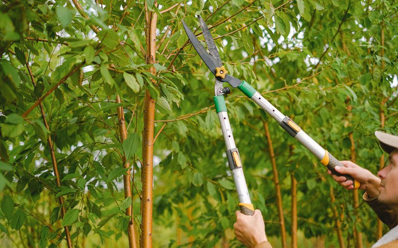 Tree trimming in Colorado Springs, CO